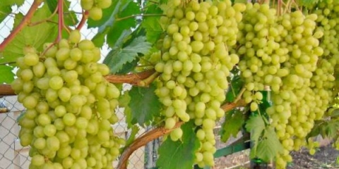 Potpuni opis sorte grožđa aleshenkin